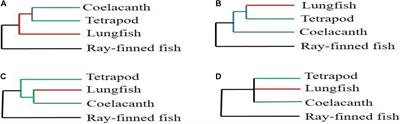 Phylogenomics Based on Transcriptome Data Provides Evidence for the Internal Phylogenetic Relationships and Potential Terrestrial Evolutionary Genes of Lungfish